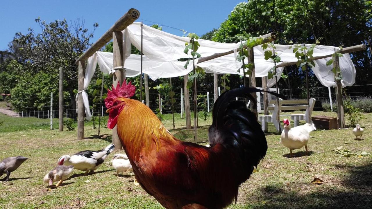 Casa Na Arvore Com Hidro, Piscina, Trilha, Cavalo Bento Gonçalves Εξωτερικό φωτογραφία