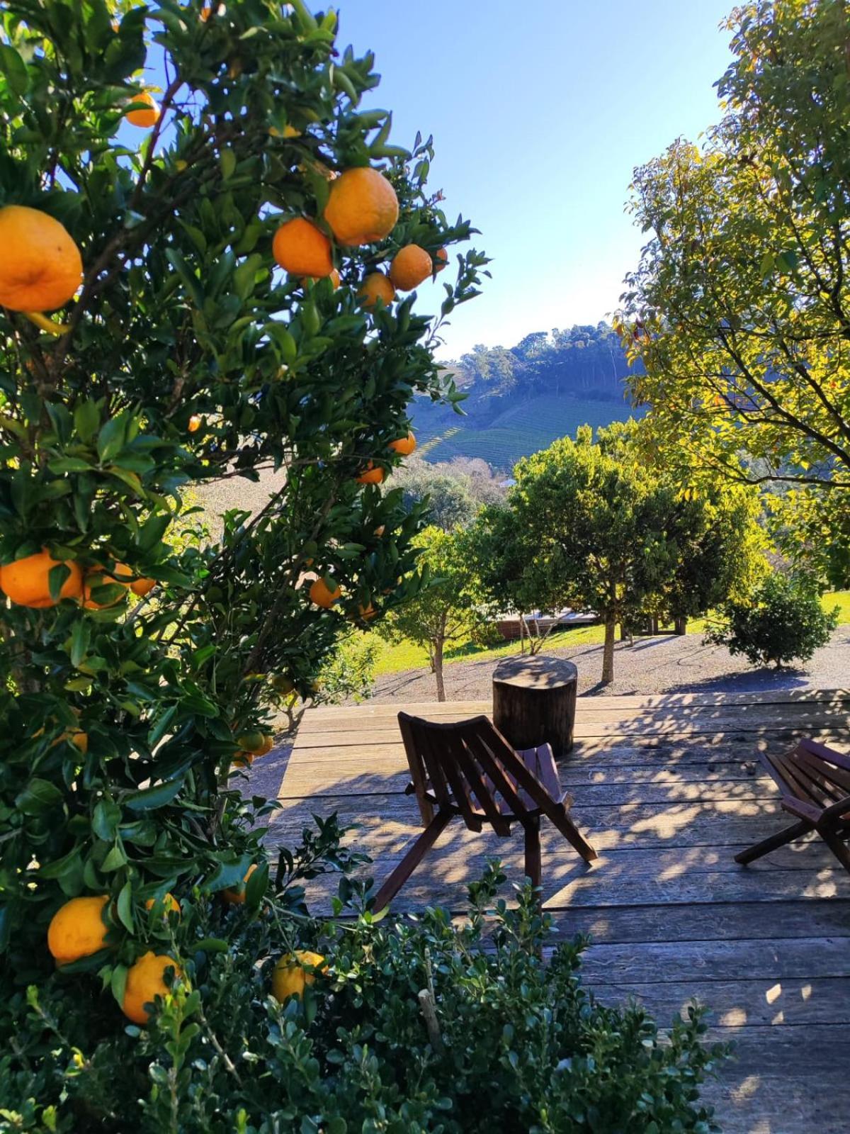 Casa Na Arvore Com Hidro, Piscina, Trilha, Cavalo Bento Gonçalves Εξωτερικό φωτογραφία